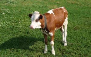 Cow Photos