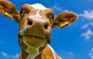 Cow Wallpapers HD