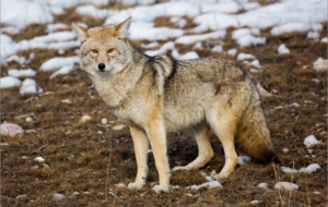 Coyote Wallpapers HQ