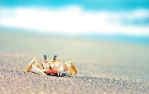 Crab Computer Wallpaper