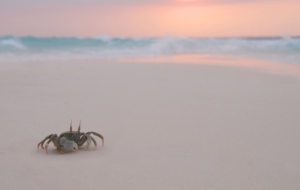 Crab Desktop