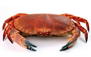 Crab High Definition Wallpapers