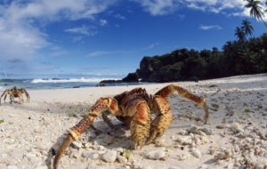 Crab High Quality Wallpapers