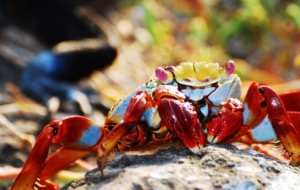 Crab Images