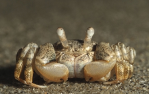 Crab Widescreen