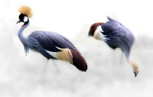 Crane High Definition