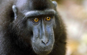 Crested Black Macaque Background