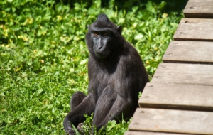 Crested Black Macaque Computer Wallpaper