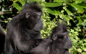 Crested Black Macaque HD Desktop