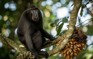 Crested Black Macaque HD Wallpaper