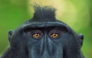 Crested Black Macaque High Definition Wallpapers