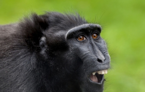 Crested Black Macaque High Quality Wallpapers