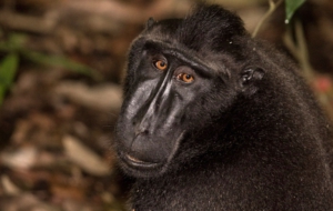 Crested Black Macaque Images