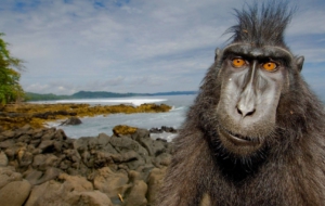 Crested Black Macaque Photos