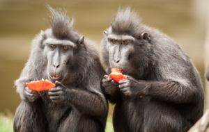 Crested Black Macaque Widescreen