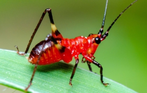 Cricket HD Background