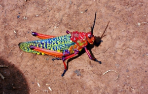 Cricket HD Wallpaper