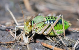 Cricket High Definition