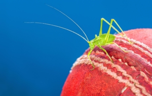 Cricket High Definition Wallpapers