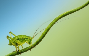 Cricket High Quality Wallpapers