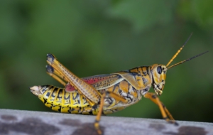 Cricket Wallpapers HD