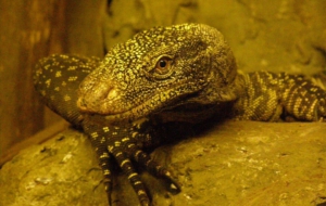 Crocodile Monitor Images