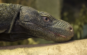 Crocodile Monitor Wallpaper