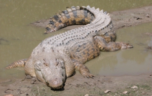 Crocodile Pictures