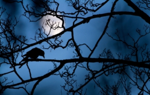 Crow Arts Wallpapers