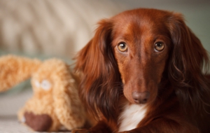 Dachshund Background