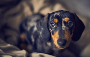 Dachshund Computer Backgrounds