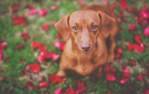 Dachshund Desktop Images