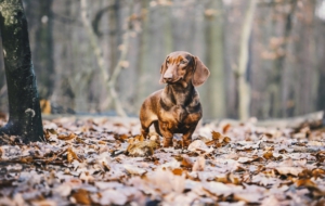 Dachshund Download
