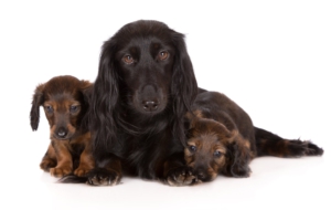 Dachshund Download Free Backgrounds HD