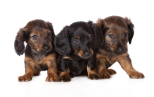 Dachshund Free HD Wallpapers