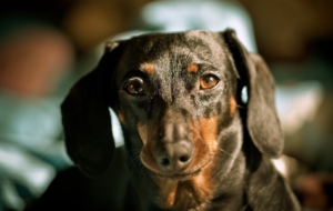 Dachshund HD Background