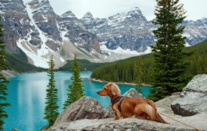 Dachshund High Definition Wallpapers