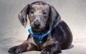 Dachshund Free Images