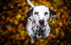 Dalmatian Desktop