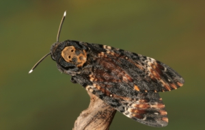 Deaths Head Moth Computer Wallpaper