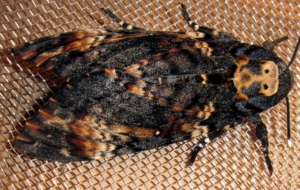 Deaths Head Moth High Definition Wallpapers