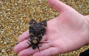 Deaths Head Moth Images