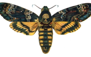 Deaths Head Moth Photos