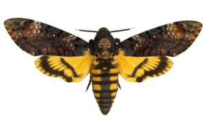 Deaths Head Moth Pictures