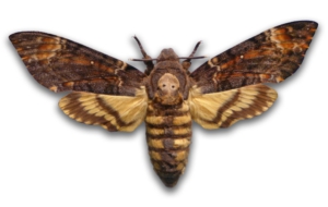 Deaths Head Moth Wallpaper