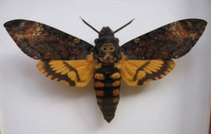 Deaths Head Moth Wallpapers