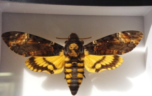 Deaths Head Moth Wallpapers HD