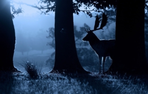 Deer Free Download