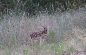 Deer Free HD Wallpapers