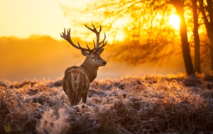 Deer HD Desktop